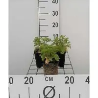 GRDplanten 6 x Malva moschata 'Alba' - Malva - Maceta de 9 x 9 cm