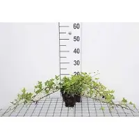 GRDplanten 12 plantas de *Hedera helix* 'Green Ripple' (Hiedra 'Green Ripple') - Maceta de 9 cm x 9 cm