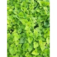 GRDplanten 6 x *Tiarella hybrida* 'Tiger Stripe' - Flor de espuma - Maceta de 9 x 9 cm