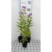 GRDplanten 6 plantas de flox (Phlox) variedad 'Uspech' - también conocida como "Flammenblume" - en maceta de 9 x 9 cm