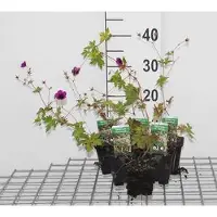 GRDplanten 6 x Geranio híbrido 'Ann Folkard' - Geranio (también conocido como "Storchenschnabel") - Maceta de 9 x 9 cm