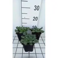 GRDplanten 6 plantas de *Eryngium variifolium* (también conocida como "Mannstreu"), en macetas de 9 x 9 cm
