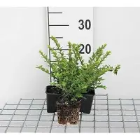 GRDplanten 12 plantas de *Lonicera nitida* 'Maigruen' - Tejo arbustivo perenne 'Maigrün', en maceta de 9 cm x 9 cm