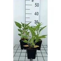 GRDplanten 6 x Echinacea purpurea 'Lakota Red' - Equinácea púrpura - Maceta de 9 x 9 cm