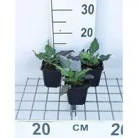 GRDplanten 6 plantas de *Persicaria ampl.* 'White Eastfield' (también conocida como "Kerzenknöterich"), en maceta de 9 x 9 cm