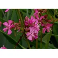 GRDplanten 6 plantas de *Lychnis visc.* 'Splendens' (Clavellina), en maceta de 9 x 9 cm