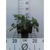 GRDplanten 6 x Fragaria (a) 'Pink Panda' ('frel') - Fresa silvestre - Maceta de 9 x 9 cm