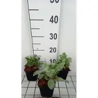 GRDplanten 6 plantas de *Lychnis coronaria* (también conocida como "Lichtnelke"), en macetas de 9 x 9 cm