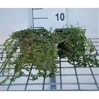 GRDplanten 6 x *Herniaria glabra* - kahles - maceta de 9 x 9 cm