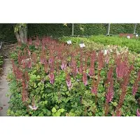GRDplanten 6 x Astilbe chinensis 'Purpurlanze' - Astilbe china 'Purpurlanze' - Maceta de 9 x 9 cm