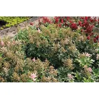 GRDplanten 6 plantas de Astilbe (variedad 'Europa') - también conocida como "Prachtspiere" - en maceta de 9 x 9 cm
