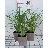 GRDplanten 6 x *Hemerocallis hybr.* 'Crimson Pirate' - lirio de día híbrido - maceta de 9 x 9 cm