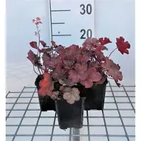 GRDplanten 6 x Heuchera híbrida 'Cherry Cola' - Heuchera de color púrpura - Maceta de 9 x 9 cm