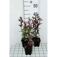 GRDplanten 6 plantas de Lobelia 'Tania' - Lobelia - Maceta de 9 x 9 cm