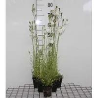 GRDplanten 6 plantas de *Campanula pers.* 'Alba' (campanilla persistente 'Alba') - maceta de 9 x 9 cm