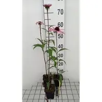 GRDplanten 6 x Echinacea purpurea 'Augustkönigin' - Equinácea púrpura - Maceta de 9 x 9 cm