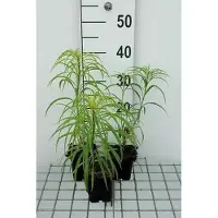 GRDplanten 6 x *Helianthus salicifolius* (girasol) - Maceta de 9 x 9 cm