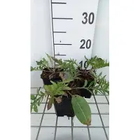GRDplanten 6 plantas de *Centaurea atropurpurea* (también conocida como "spornblume"), en macetas de 9 x 9 cm
