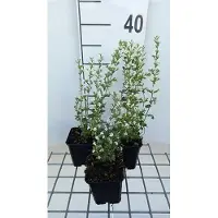 GRDplanten 6 plantas de *Calamintha nepeta* 'White Cloud' (bergamota), en maceta de 9 x 9 cm