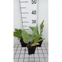 GRDplanten 6 plantas de *Rudbeckia maxima* (también conocida como "girasol gigante"), en maceta de 9 x 9 cm