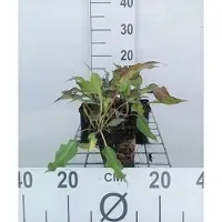 GRDplanten 6 plantas de *Persicaria ampl.* 'Dark Red' (también conocida como "Kerzenknöterich"), en macetas de 9 x 9 cm
