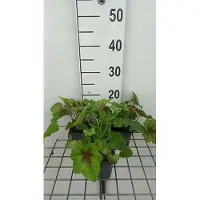 GRDplanten 6 x Heucherella híbrida 'Art Nouveau' - Heucherella híbrida - Maceta de 9 x 9 cm