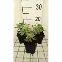 GRDplanten 6 plantas de Pachysandra, variedad 'Variegata' (también conocida como Dickmännchen), en maceta de 9 x 9 cm