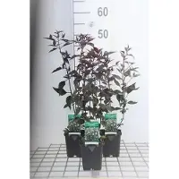 GRDplanten 6 plantas de *Eupatorium rugosum* 'Chocolate' - también conocida como "Wasserdost" - en maceta de 9 x 9 cm