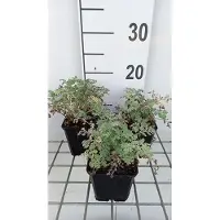 GRDplanten 6 plantas de *Tanacetum niveum* 'Jackpot' (Margarita), en maceta de 9 x 9 cm