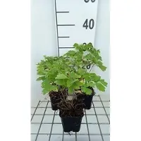 GRDplanten 6 x *Thalictrum hybr.* 'Black Stockings' - Ranúnculo de pradera - Maceta de 9 x 9 cm