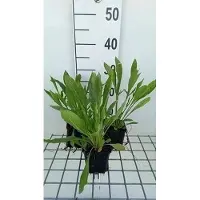GRDplanten 6 plantas de *Coreopsis grandiflora* 'Schnittgold' (también conocida como "Ojo de niña"), en maceta de 9 x 9 cm