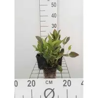 GRDplanten 6 x Omphalodes verna - Omphalodes - Maceta de 9 x 9 cm