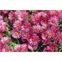 GRDplanten 6 unidades de Aster (crisantemo sargento) variedad 'Andenken An A. Pötschke' - crisantemo de otoño - en maceta de 9 x 9 cm