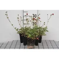 GRDplanten 6 plantas de *Potentilla atrosanguinea* (también conocida como "Fingerstrauch"), en macetas de 9 x 9 cm