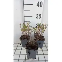 GRDplanten 6 plantas de Salvia greggii 'Amethyst Lips' - Sternmoos, en maceta de 9 x 9 cm