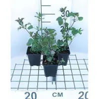 GRDplanten 6 plantas de *Lamium maculatum* (Lámio moteado) - maceta de 9 x 9 cm