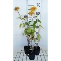 GRDplanten 6 x Heliopsis hel. 'Goldgefieder' - Heliopsis - Maceta de 9 x 9 cm