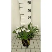 GRDplanten 6 x *Lewisia cotyledon* (Lewisia) - Maceta de 9 x 9 cm
