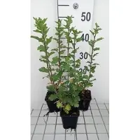 GRDplanten 6 x Crisantemo híbrido 'Poesie' - Crisantemo - Maceta de 9 x 9 cm