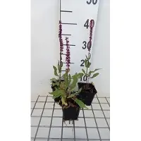 GRDplanten 6 plantas de Salvia nem. 'Caradonna Pink Inspiration' - Helecho estrellado - Maceta de 9 x 9 cm