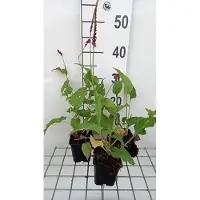 GRDplanten 6 plantas de *Persicaria ampl.* 'Pinkfield' (también conocida como "Kerzenknöterich"), en macetas de 9 x 9 cm