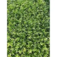 GRDplanten 6 x Hosta híbrida 'Liberty' - Hosta - Maceta de 9 x 9 cm