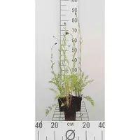 GRDplanten 6 x *Tanacetum* (c) 'Robinson's Red' - Margarita - Maceta de 9 x 9 cm