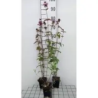 GRDplanten 6 plantas de *Monarda fistulosa* 'Menthifolia' (también conocida como "Indianernessel"), en macetas de 9 x 9 cm