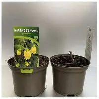 GRDplanten 6 x *Kirengeshoma palmata* (campanilla japonesa) - maceta de 9 x 9 cm