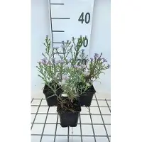 GRDplanten 6 x Aster ericoides 'Blue Wonder' - Aster de otoño - Maceta de 9 x 9 cm