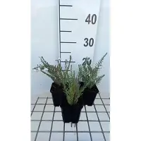 GRDplanten 6 plantas de *Linum perenne* 'Diamant' - Linum - Maceta de 9 x 9 cm