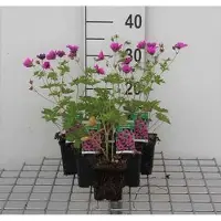 GRDplanten 6 x Geranio psilostemon (Geranio cuervo) - Maceta de 9 x 9 cm