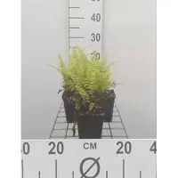 GRDplanten 6 plantas de *Pteridium aquilinum* (Adlerfarn), maceta de 9 x 9 cm
