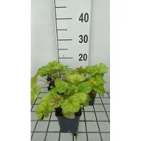GRDplanten 6 x Heuchera híbrida 'Tiramisu' - Heuchera púrpura - Maceta de 9 x 9 cm